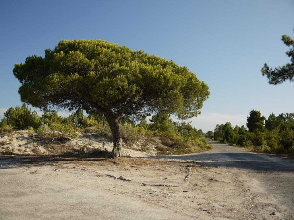 Bed & Seaside Διαμέρισμα Ναζαρέ Δωμάτιο φωτογραφία